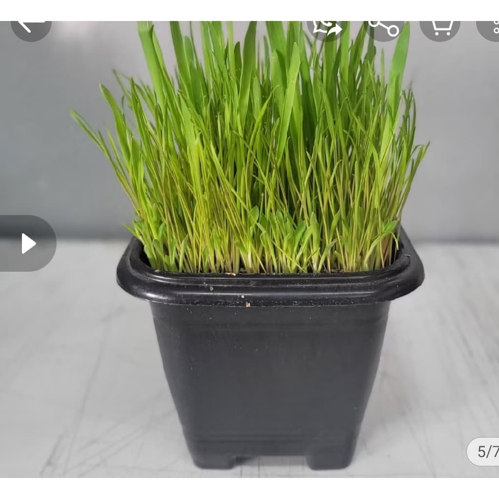 Semente de Grama Para Gatos Ipet Green 100% Natural ( Trigo Semente )