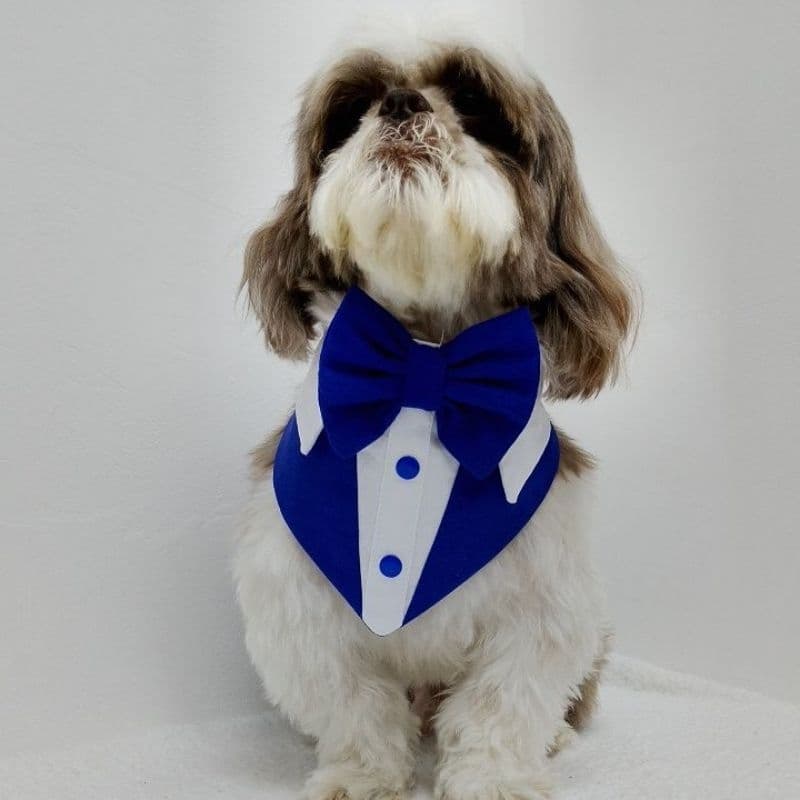 bandana para cachorro casamento festas