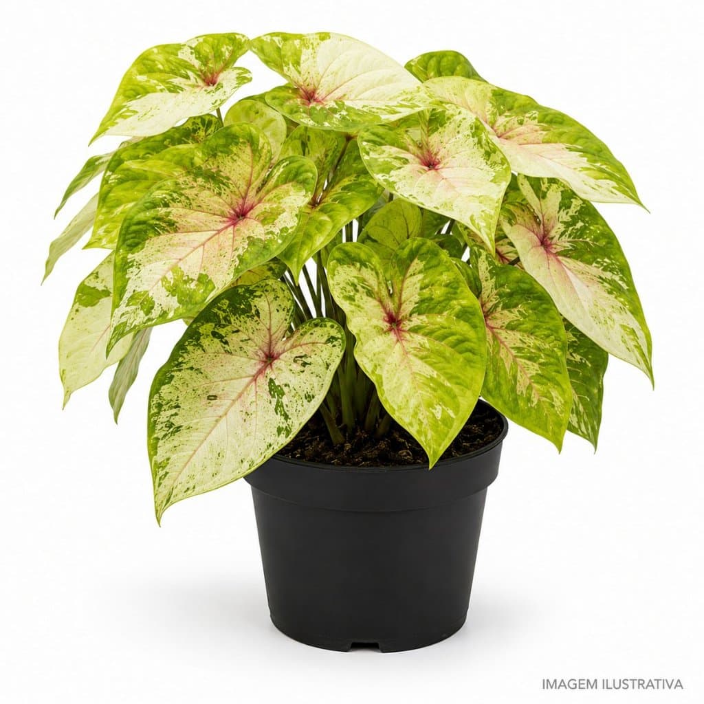 Bulbo de Caladium Mix Lua Clara Planta Ornamental