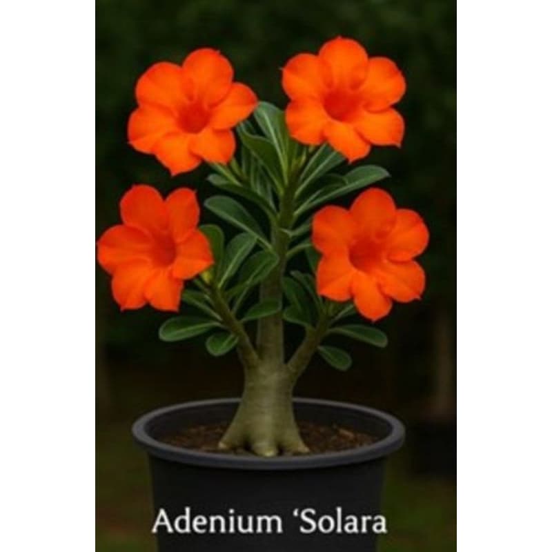 Rosas Do Deserto Adenium Solara Laranja Solar Rara
