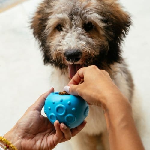 Dispenser de Petiscos Baiacão para Cachorro | Enriquecimento Ambiental, Brinquedo Interativo - Petiko