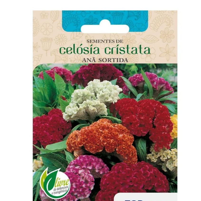 Super SEMENTES DE CRISTA DE GALO - CELOSIA CRISTATA SORTIDA ANA vaso horta jardim