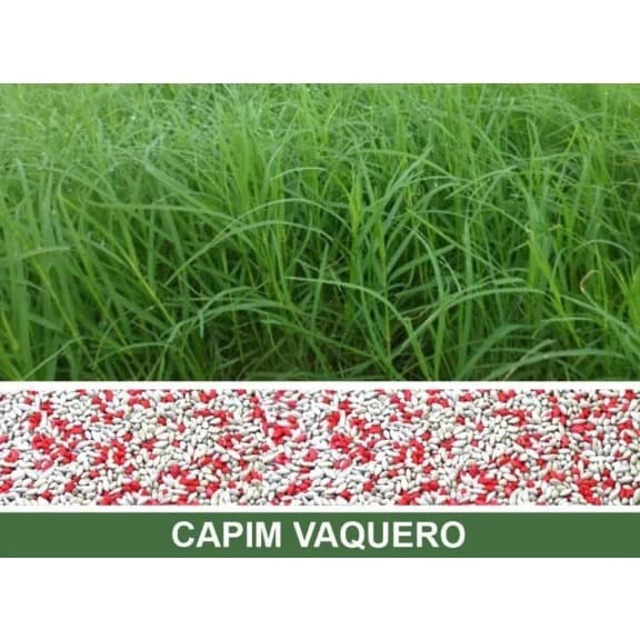 Semente Capim Vaquero pacote 1kg
