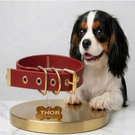 COLEIRA COM NOME E TELEFONE PARA CACHORRO
