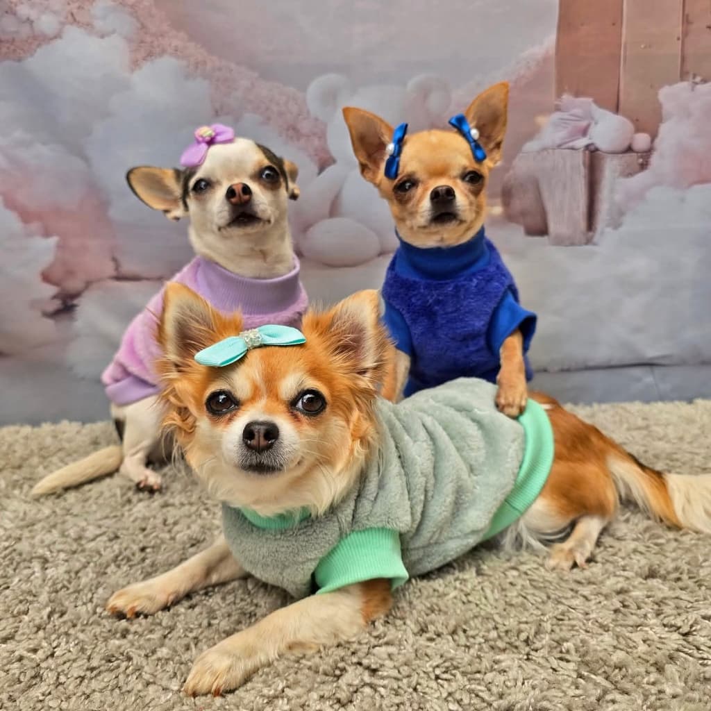 Roupa pet inverno para cachorro e gato de fleece liso com textura, Tamanho pequeno ao Grande