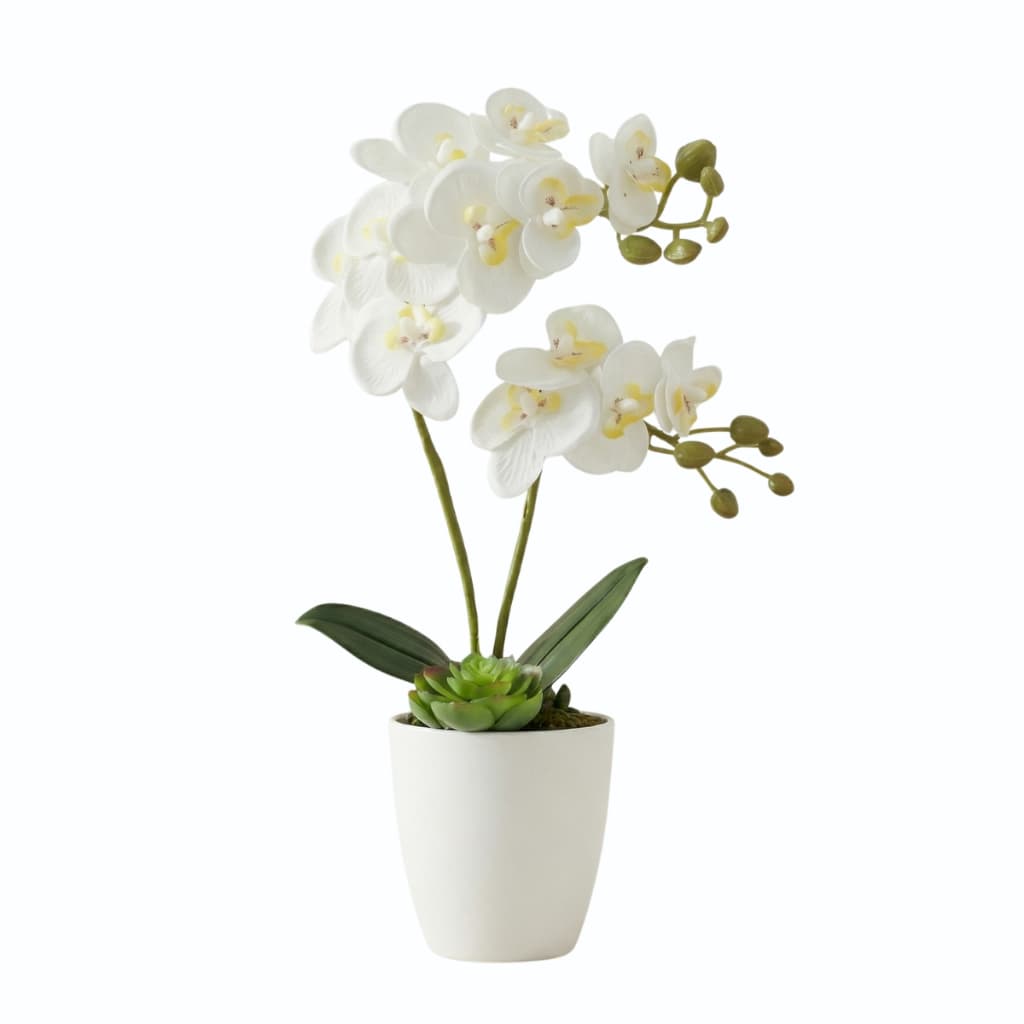 Arranjo de Orquídea no Vaso Branco