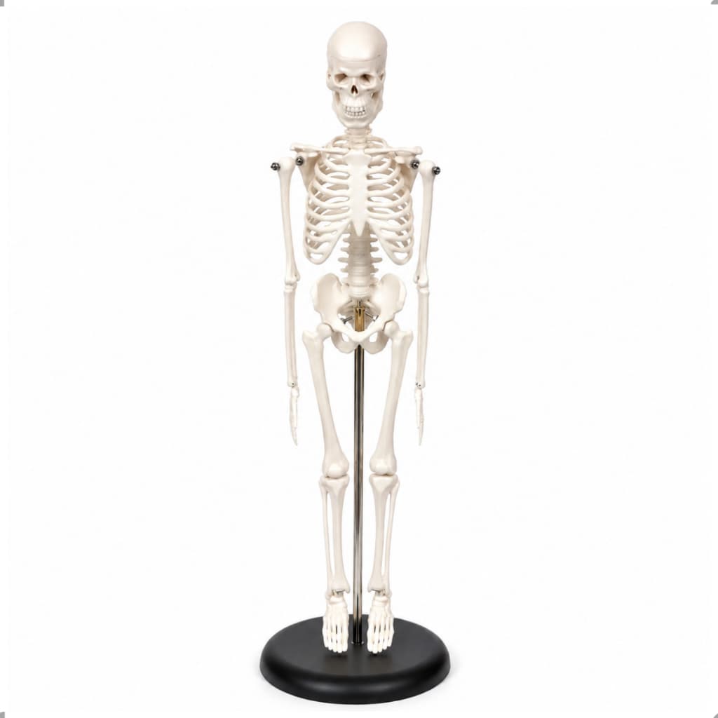 Esqueleto Humano Anatômico 45cm Com Suporte Modelo Didático Ensino Medicina Biologia
