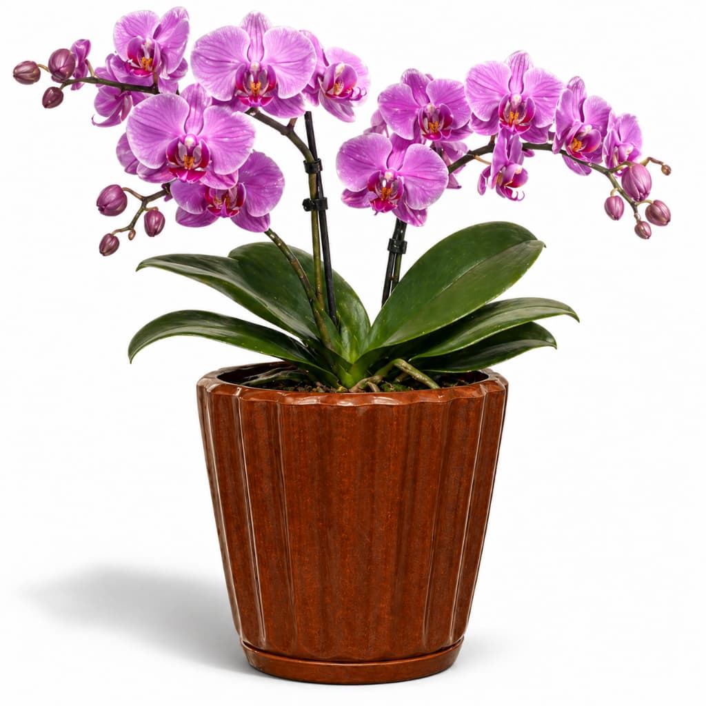 Vaso para Plantas Pequeno Orquídea Polietileno com Prato