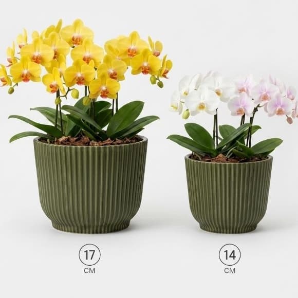 Kit 2 Vasos Talin N17 + N14 p/ Orquídeas | Estilo Clean Moderno | Decorativo Luxo Sala Jardim