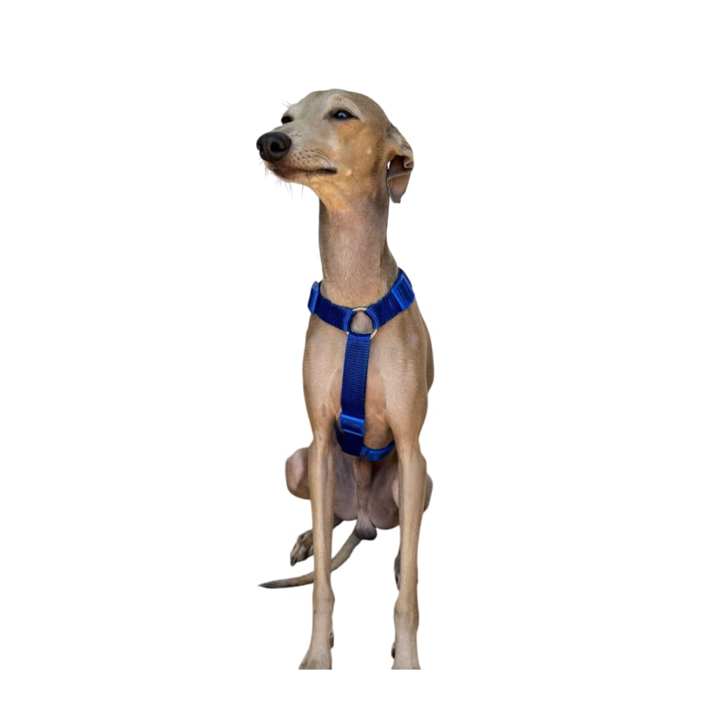 Coleira peitoral três pontas para cachorro modelo simples incluso guia