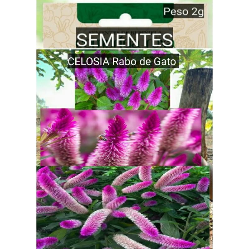 Sementes de Celosia Rosa Pink /Blue (Celosia argentea spicata) plante vaso jardim