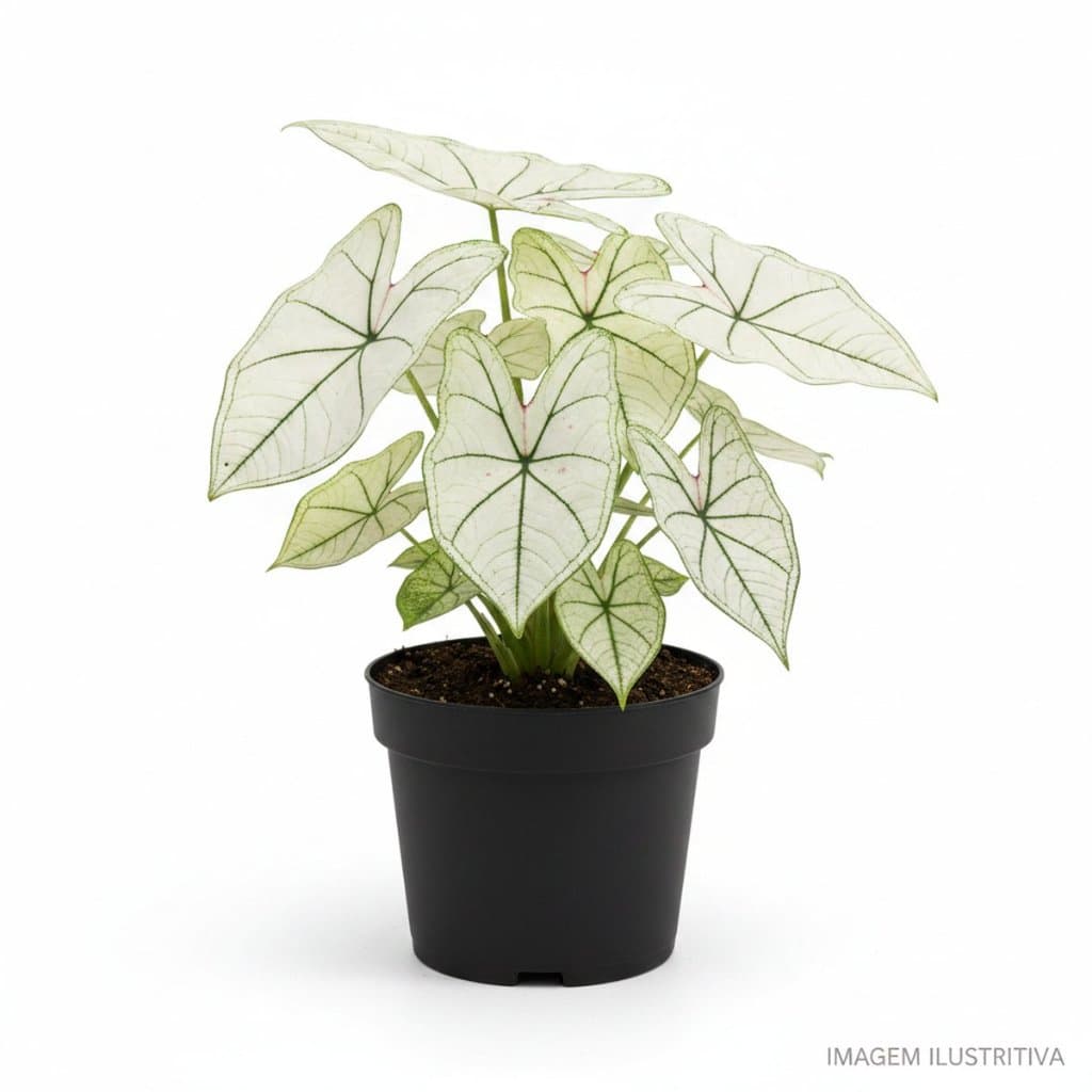 Bulbo de Caladium Mix Branco Planta Ornamental Folhagem Exótica Jardim Vaso
