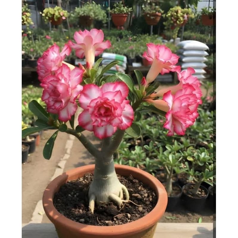 flor Rosa do deserto elegância charmosa kit 3 seeds