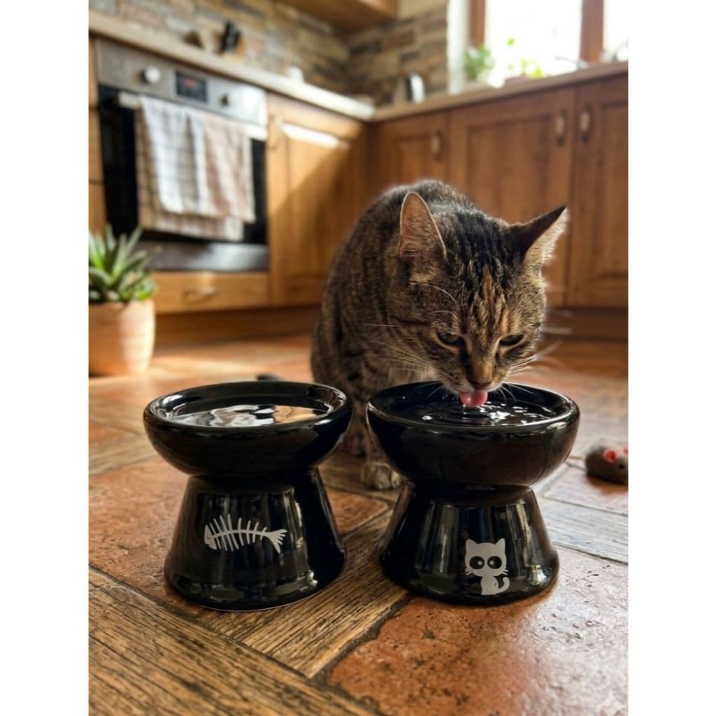 Comedouro Bebedouro Gatinho Pets Postura correta