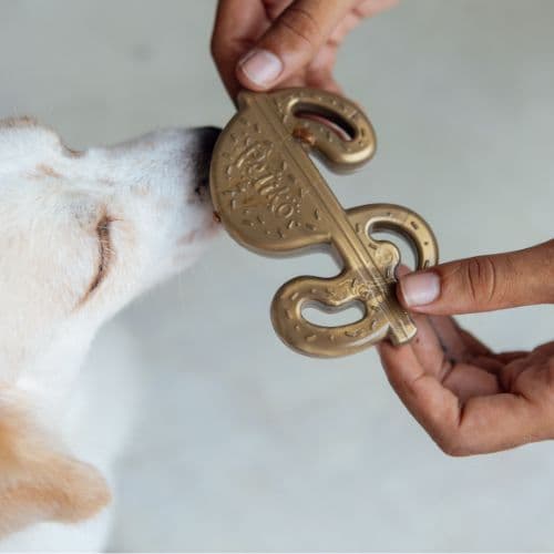 Mordedor de Nylon MordDin para cachorro | brinquedo resistente para mastigação, enriquecimento ambiental - Petiko