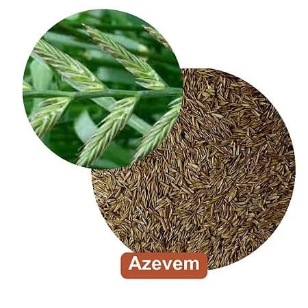 Semente Azevem pacote 1kg