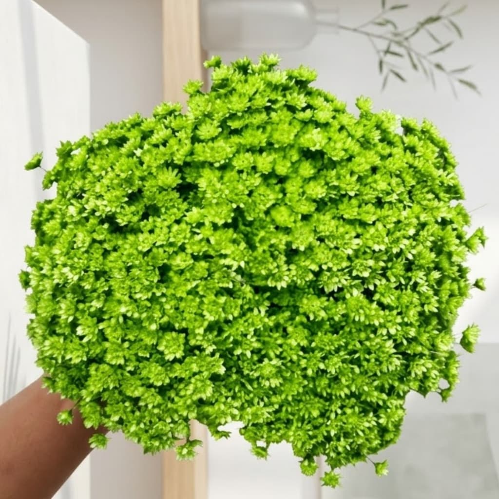 Flor Sempre Viva Verde Claro Desidratada Buquê Aprox 200 Flores Decoração Arranjos Mesa Posta Casamento