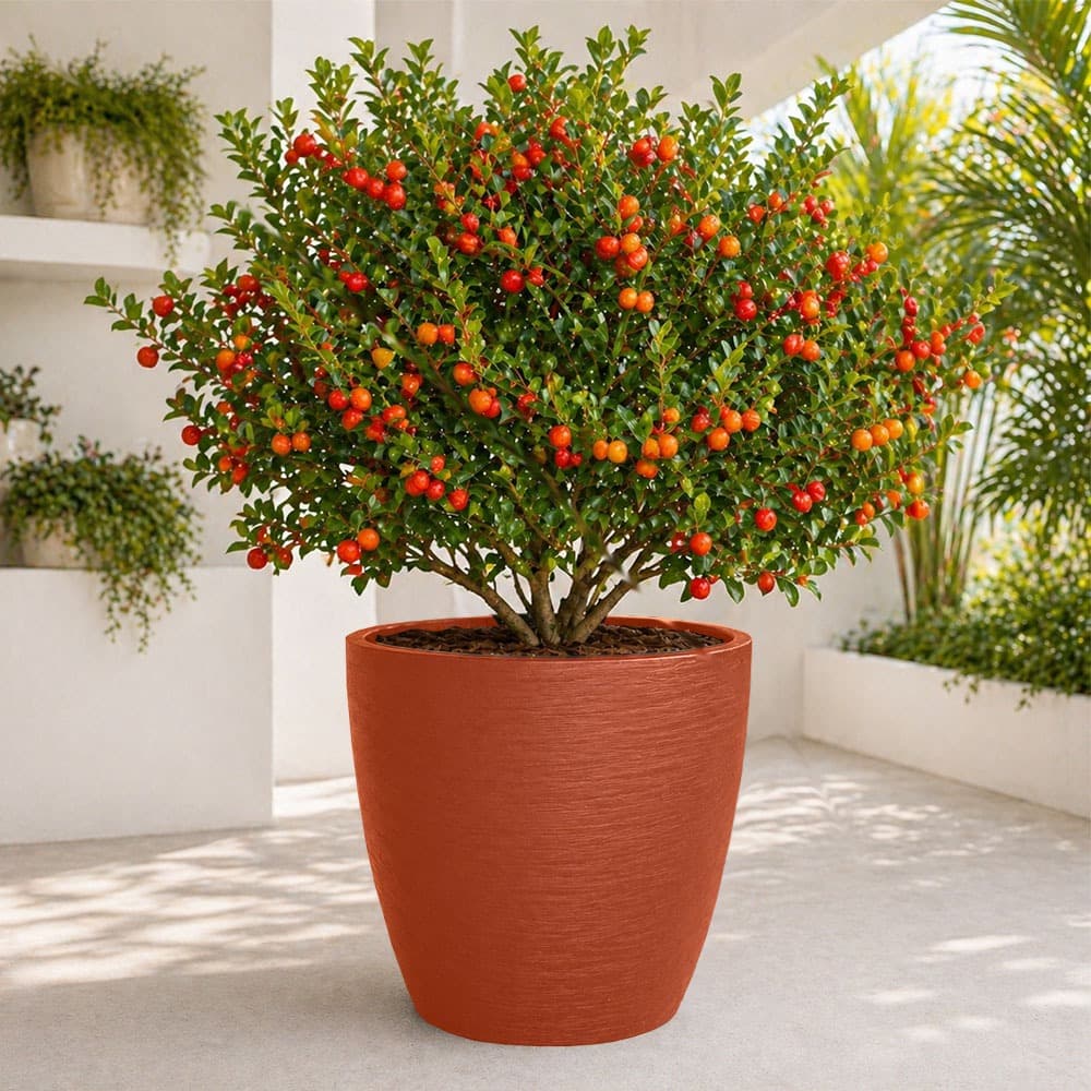 Vaso Grande para Plantar Jabuticaba Acerola Tomate Palmeira Costela de Adão 50x50 Oval Polietileno
