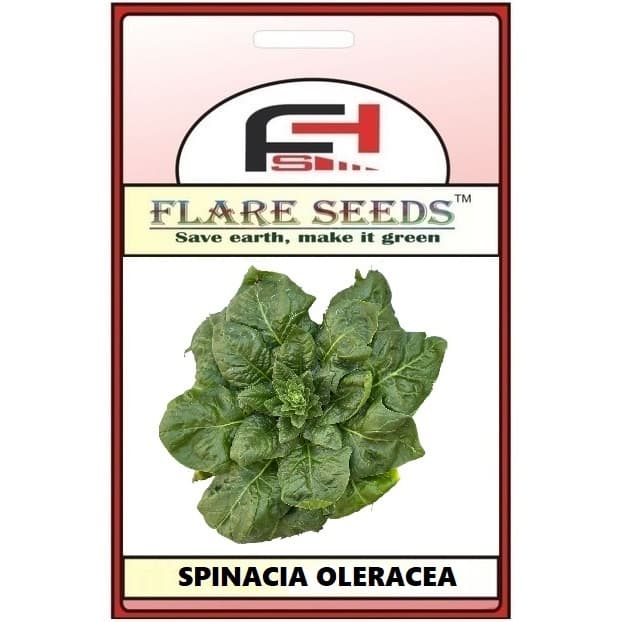 3 sementes de Espinafre Popeye (Spinacia oleracea)