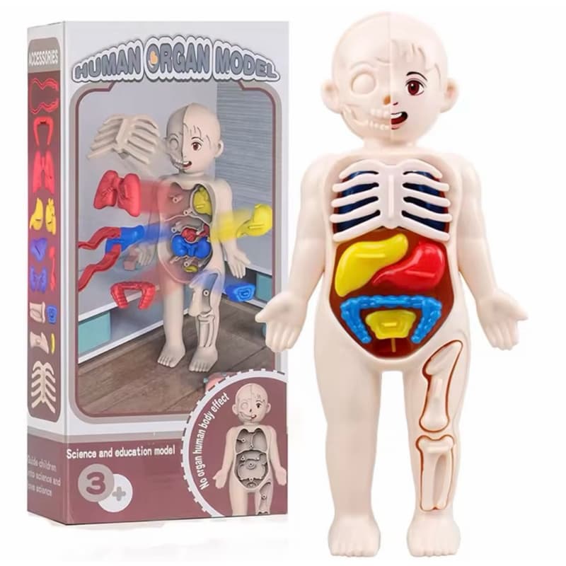 Boneco Anatomia Humana Educativo Montável Órgãos Corpo Humano Infantil
