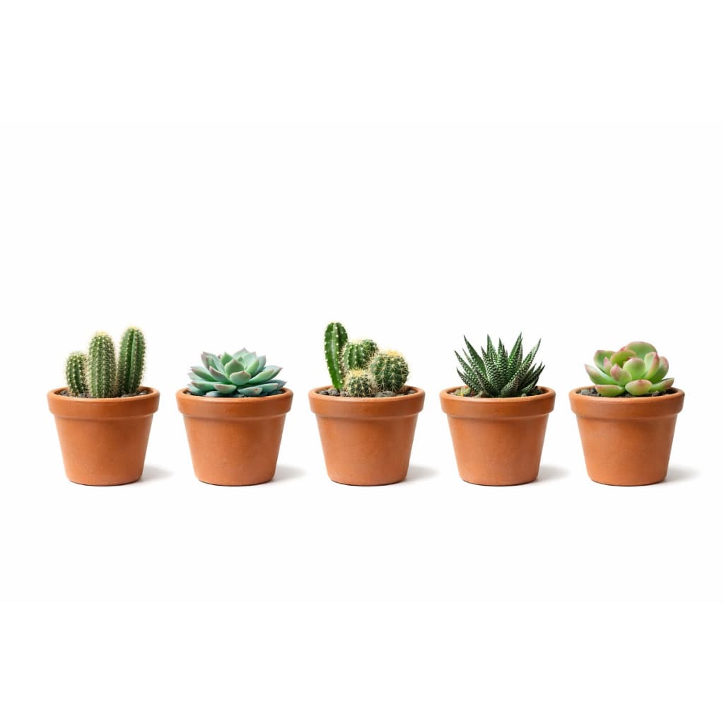 Kit com 5 Vasos para Cactos e Suculentas – Vasinho Decorativo para Jardim, Mesa ou Prateleira