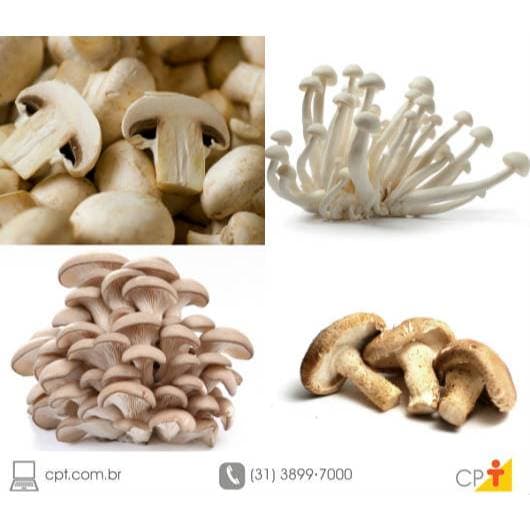 Dois kits de cultivo de Cogumelo(Ex.Shitake Paris, Outros)