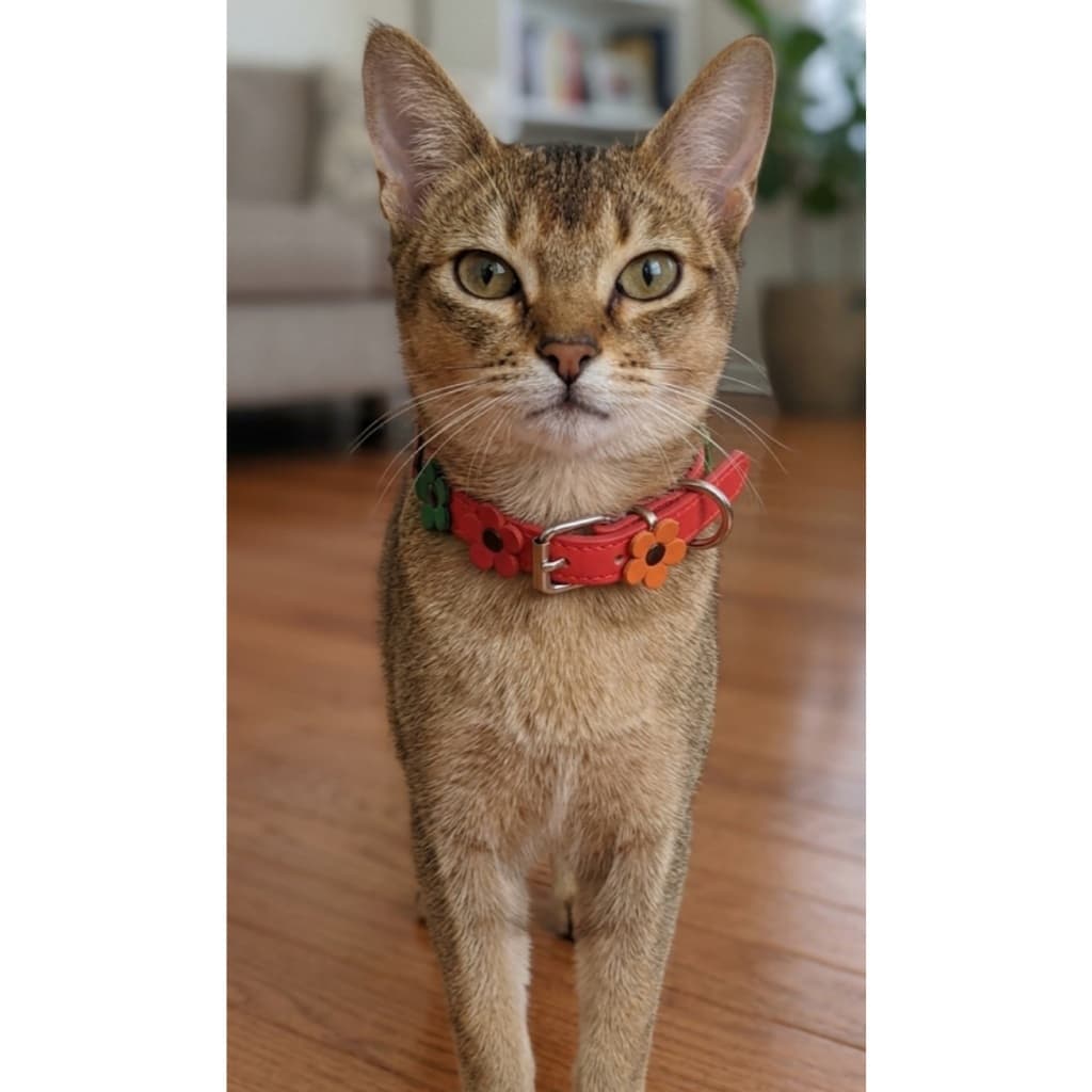 Coleira Pet Charm com aplicação em flores coloridas - Ajustável e confortável (Cães e Gatos)