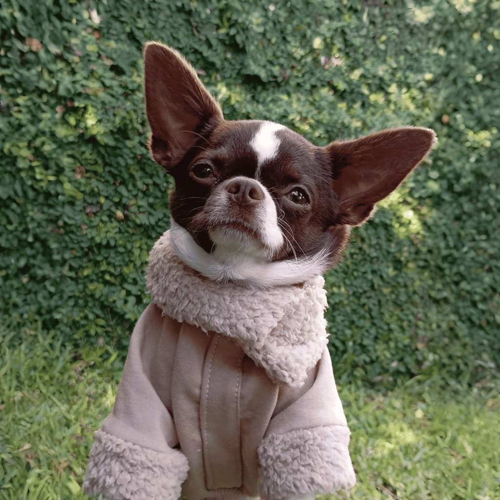 Casaco pet com gola teddy para cachorro e gato