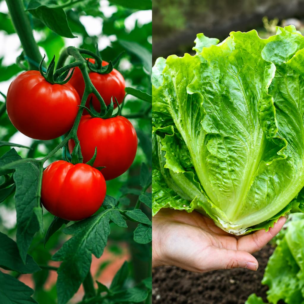 Kit 2 Pacotes Sementes para Horta Alface macia + Tomate para Salada Alta Germinação