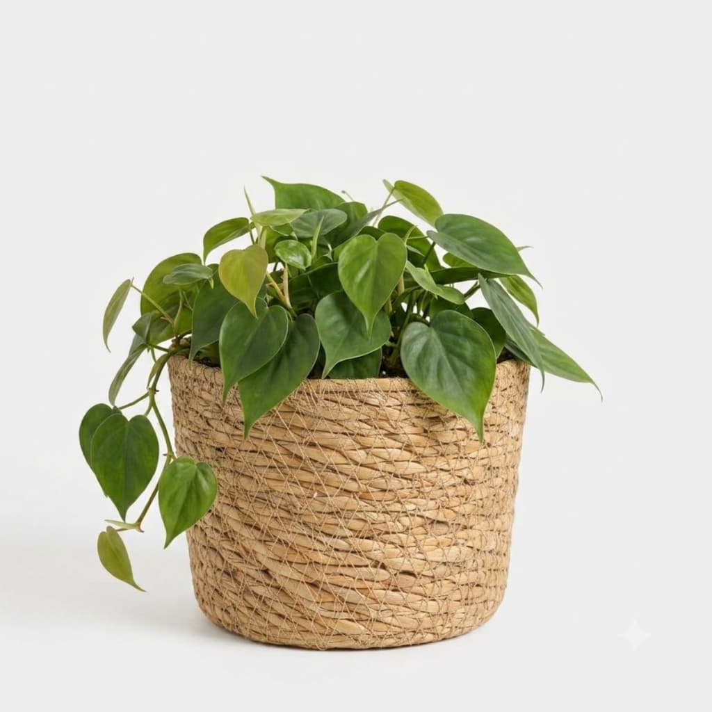 Cesto Cachepot Com Forro Tam P Fibra Natural Organização Casa Planta
