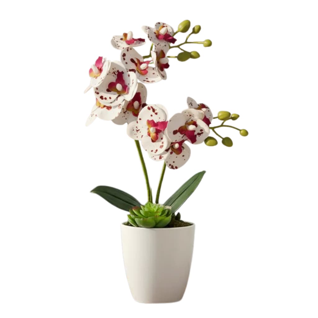 Arranjo de Orquídea no Vaso Branco