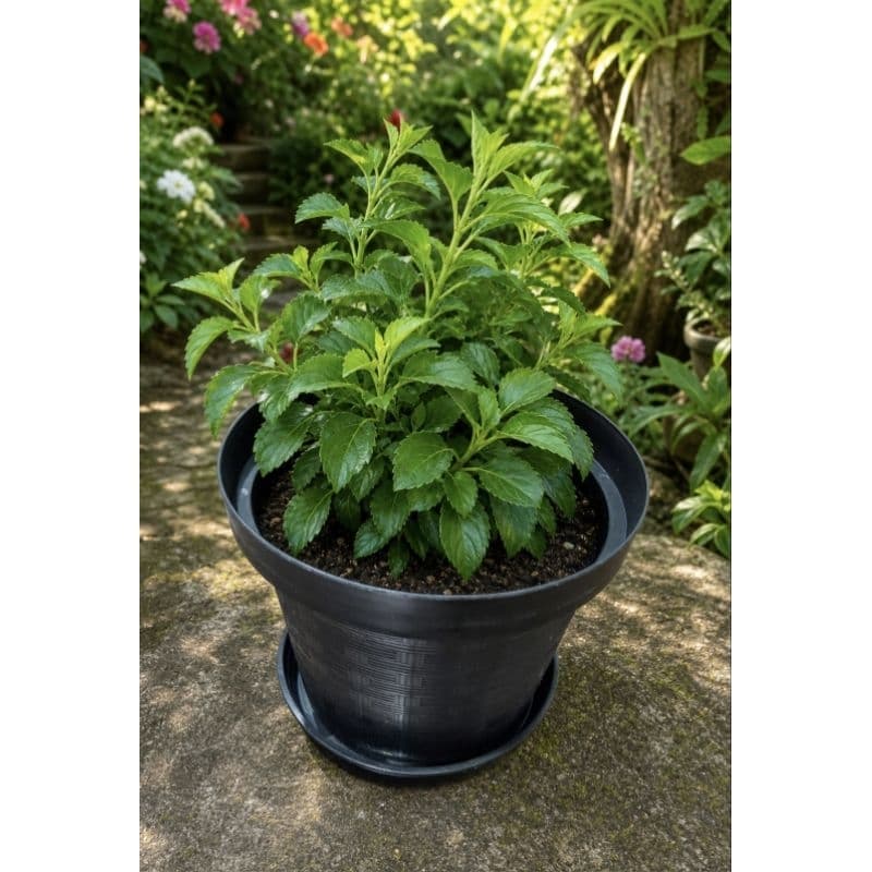 Vaso Plástico Preto Trançado Com Pratinho|Decoração de Jardim,Sala e Varanda Resistente para Plantas Internas e Externas