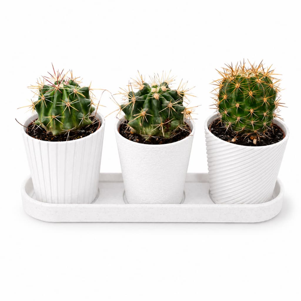Kit Com 3 Vasos & Bandeja Cachepot Suculentas E Cactos Delicada