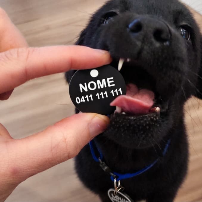 Plaquinha de Identificação Para Pets Personalizada - Pingente com Identificação Nome e Telefone