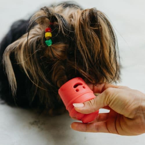 Dispenser de Petiscos Bob, o Cupcake Para Cachorros - Tam. G | brinquedo recheavel, enriquecimento ambiental - Petiko