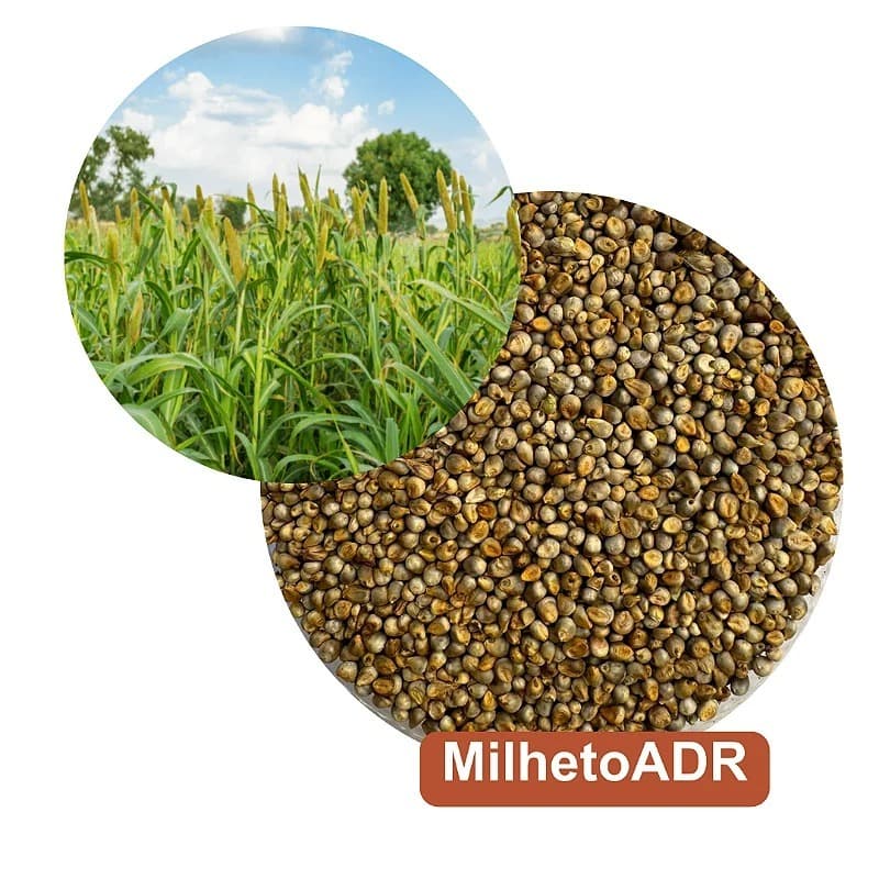 Sementes de Milheto pacote de 1kg.