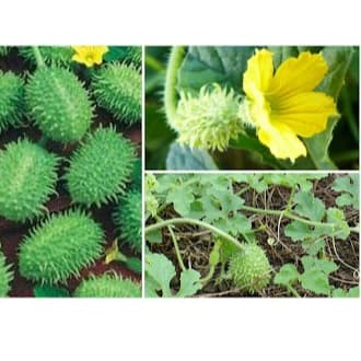 Sementes de Maxixe Premium Alta Germinaçao P/ Horta E Quintal
