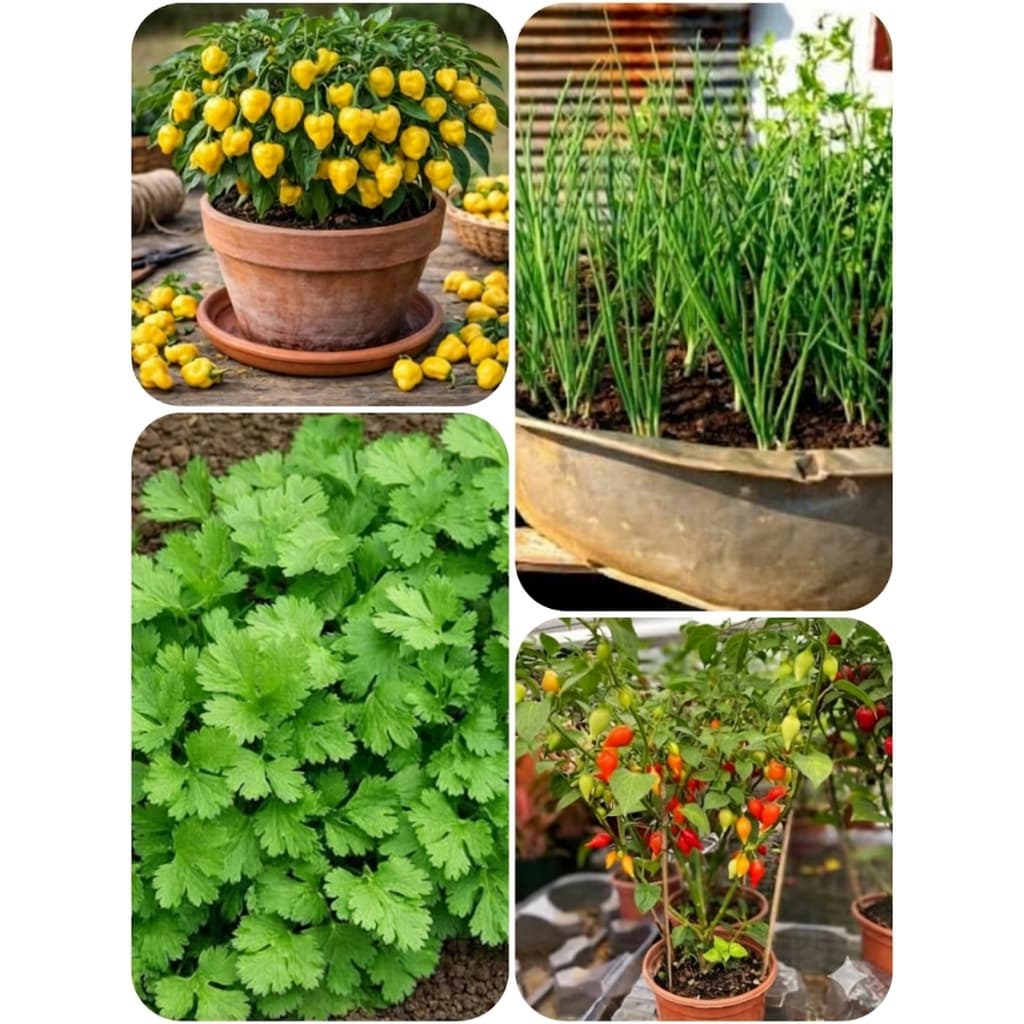 Kit Horta : Sementes (Cebolinha, Coentro, Pimenta Cheiro, Biquinho) + Corretor de Solo