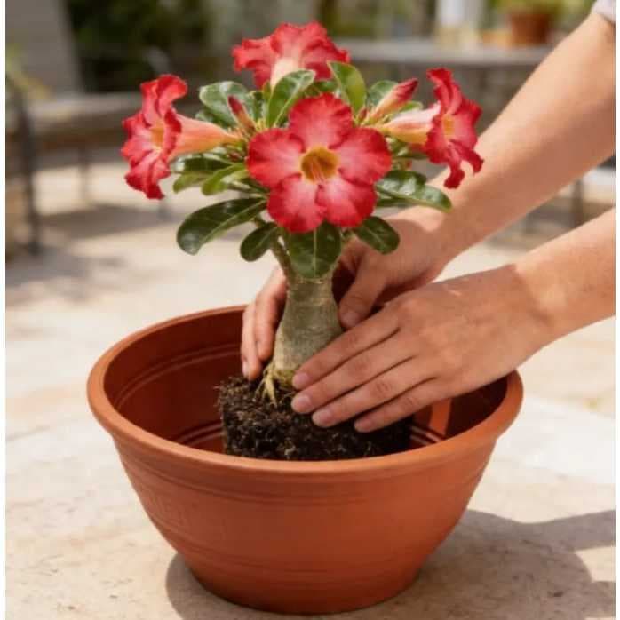 2 Vasos para rosa do deserto, modelo cuia terra cota grande 6.6 litros 30cm  diâmetro