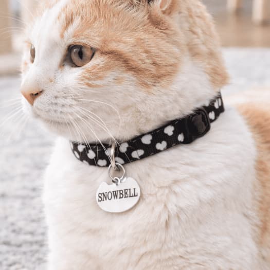 Coleira Para Gato Elástica Tecido Colorida com placa plaquinha personalizada em Aço inox