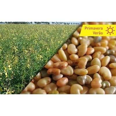 Sementes de Ochroleuca pacote de 1kg.