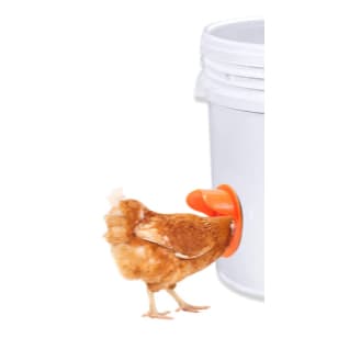 4 Bocal para Comedouro e Tratador de Ração para Galinhas, Aves e Outros
