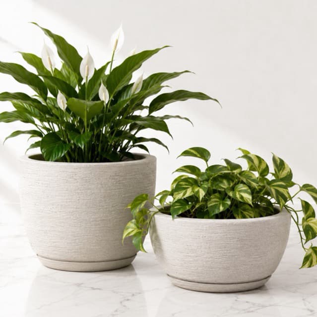 2 Vasos para Plantas Decorativo Mesa Bojo e Bacia com Prato em Polietileno