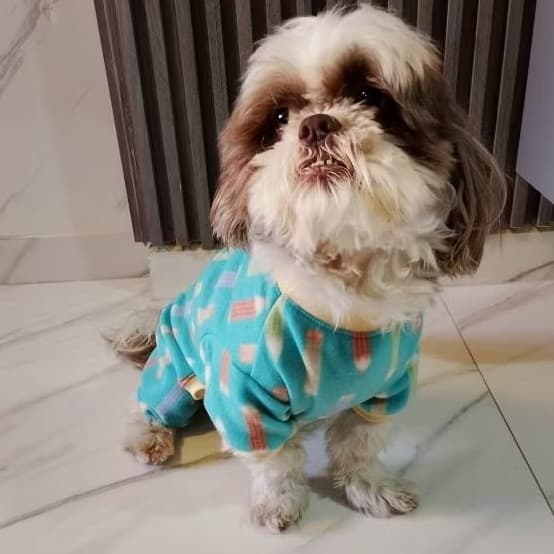 pijama para cachorro roupa pet de frio n⁰3