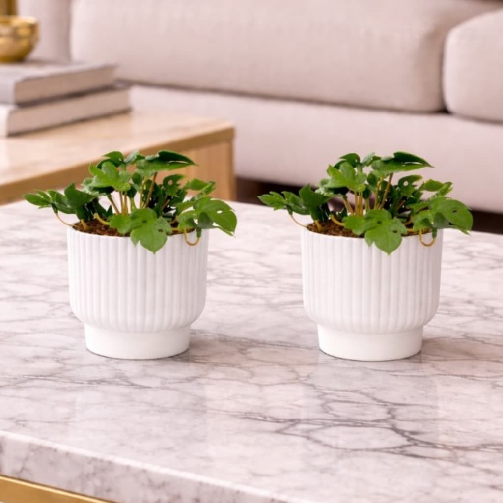 Kit De 2 Vasos Com Planta Artificial Mini Costela De Adão