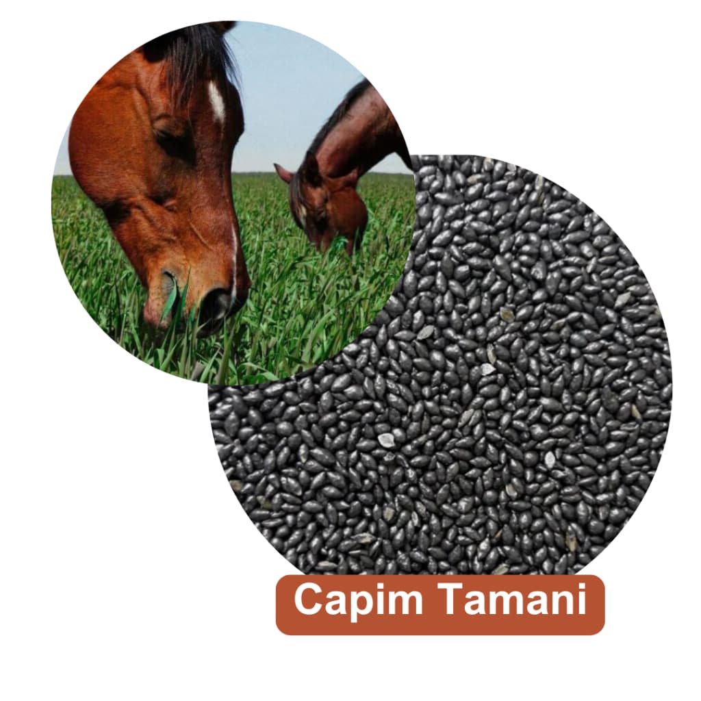 Semente Capim Tamani pacote 1kg