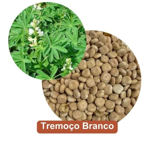Sementes de Tremoço Branco pacote de 1kg.