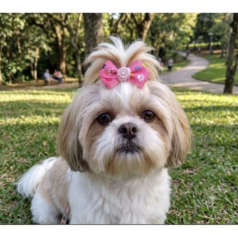 Laços Para Pet