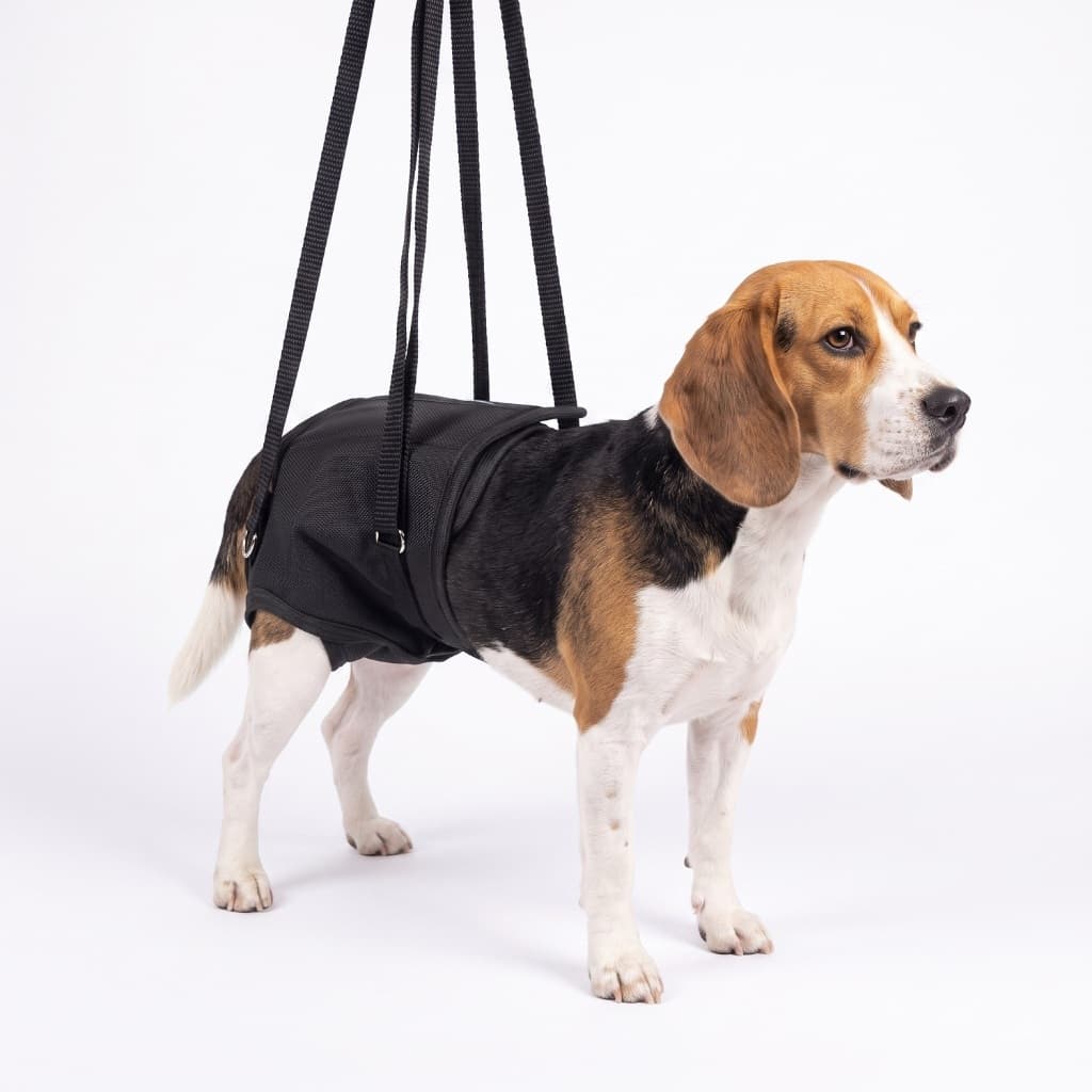 Suporte Auxiliar Caminhada Quadril Cão Idoso Paraplegia
