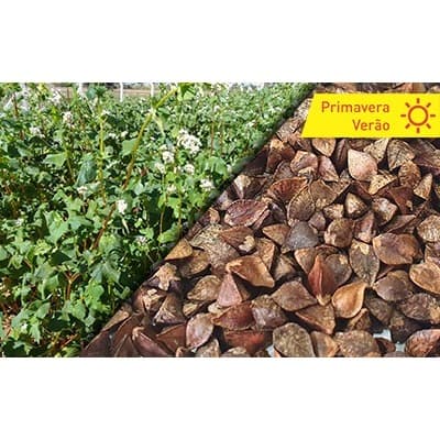 Sementes de Trigo Mourisco pacote de 1kg.